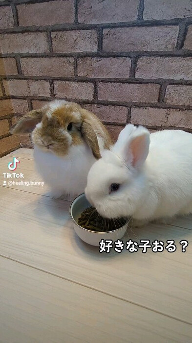 画像257