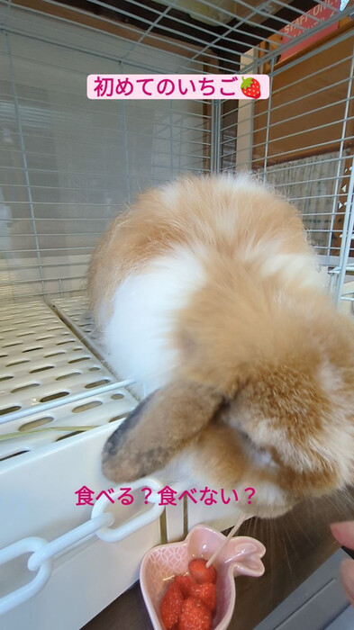 画像298