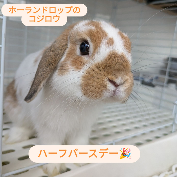 画像488